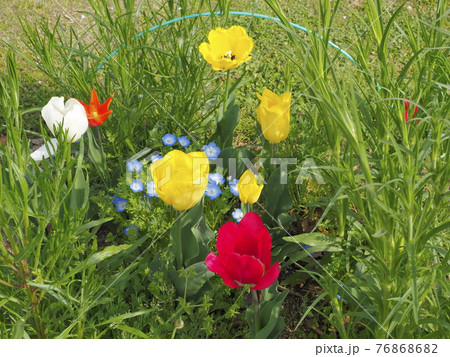 チューリップ 深谷グリーンパークアクアパラダイスパティオ チューリップ 深谷グリーンパークアクアパラダイスパティオ 76868682