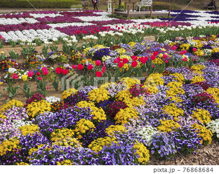 チューリップ 深谷グリーンパークアクアパラダイスパティオ 76868684