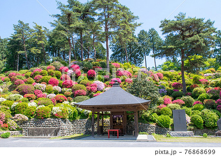 青梅市 塩船観音 ツツジまつりの写真素材