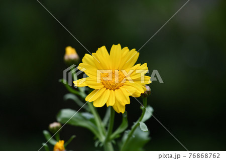 シュンギク（春菊）の花 76868762