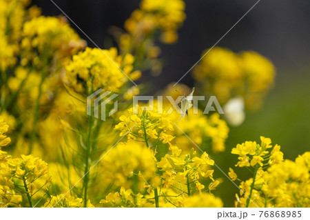 飛翔するモンシロチョウと菜の花 76868985