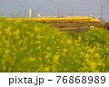夕刻の菜の花とドクターイエロー 76868989