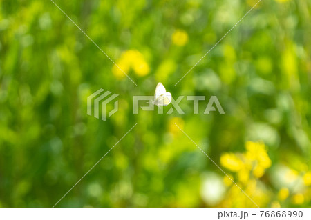 飛翔するモンシロチョウと菜の花 飛翔するモンシロチョウと菜の花 76868990