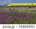紫の絨毯とドクターイエロー 76868991