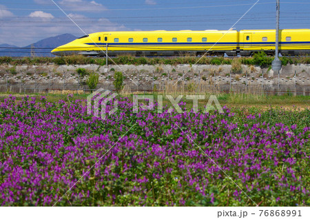 紫の絨毯とドクターイエロー 紫の絨毯とドクターイエロー 76868991