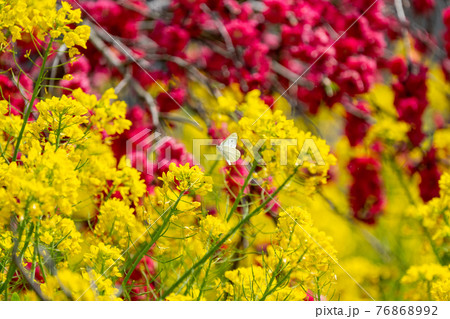 飛翔するモンシロチョウと菜の花 76868992