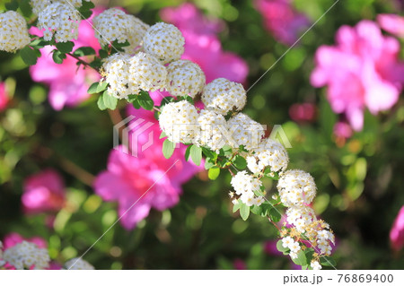 コデマリ 小手毬 の花 ピンク色のツツジ背景の写真素材