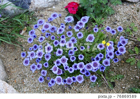 紫の花フェリシアの写真素材