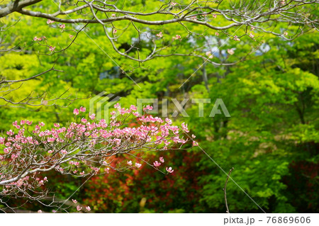 公園の高台から見下ろす背景新緑ハナミズキ 76869606