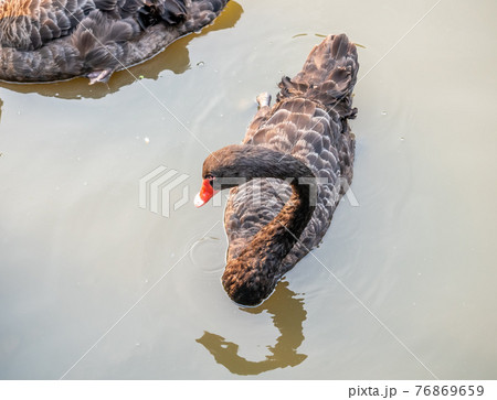 Black swan swim in lake at park Black swan swim in lake at park 76869659