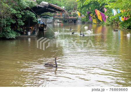 Black swan swim in lake at park Black swan swim in lake at park 76869660