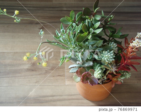 多肉植物　寄せ植え 76869971