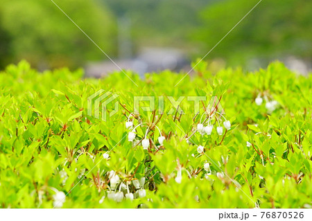 春に咲くドウダンツツジのカワイイ花1 76870526