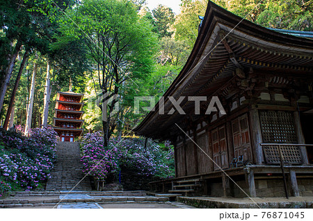 室生寺のシャクナゲの写真素材