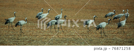 Cranes birds calling in harvested fields in autumn Cranes birds calling in harvested fields in autumn 76871258