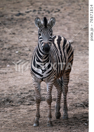 Chapman's zebra, Equus quagga chapmani, standing on dry soil Chapman's zebra, Equus quagga chapmani, standing on dry soil 76871814