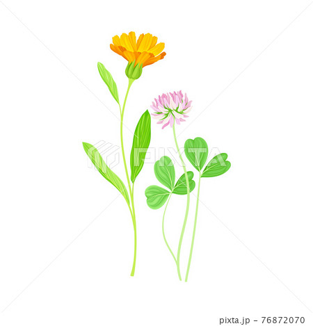 Calendula Plant with Orange Flower Head and Clover on Stem as Meadow Herb Vector Illustration 76872070