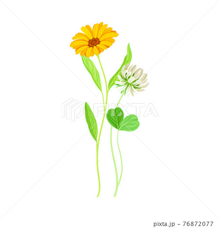 Calendula Plant with Orange Flower Head and Clover on Stem as Meadow Herb Vector Illustration Calendula Plant with Orange Flower Head and Clover on Stem as Meadow Herb Vector Illustration 76872077