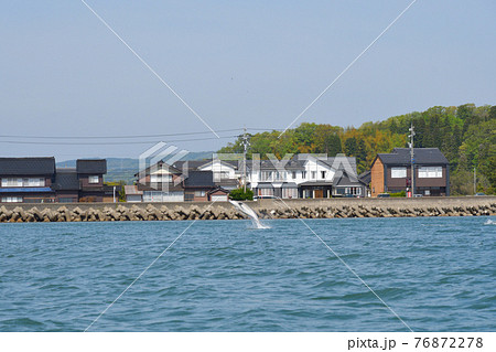 氷見港の野生のイルカ　ジャンプ 76872278
