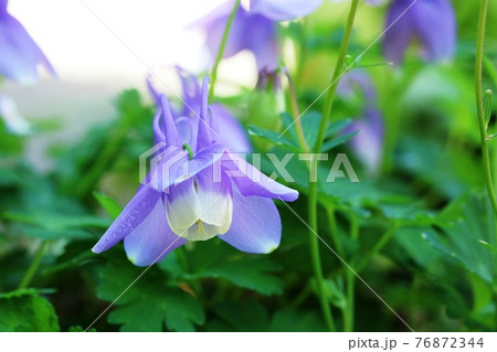 ミヤマオダマキ（深山苧環） 青紫色の花弁が綺麗です！ 76872344