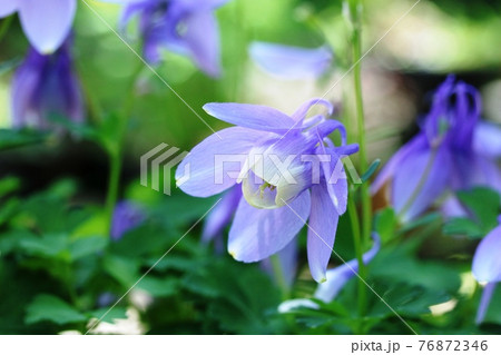 ミヤマオダマキ（深山苧環） 青紫色の花弁が綺麗です！ 76872346