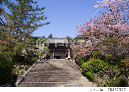 大和路の花の御寺　長谷寺の仁王門と桜 76872597