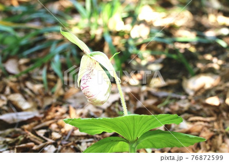 久しぶりに会えた クマガイソウ(熊谷草) 久しぶりに会えた クマガイソウ(熊谷草) 76872599