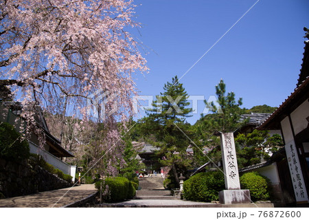 大和路の花の御寺 長谷寺の仁王門と桜 大和路の花の御寺 長谷寺の仁王門と桜 76872600