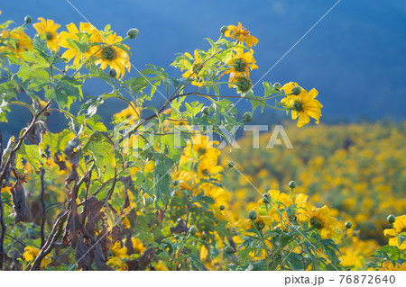Tree Marigold or yellow flowers in national garden park and mountain hills in Mae Hong Son, Thailand. Nature landscape in travel trip and vacation. Thung Bua Tong at Doi Mae U Kho. Tree Marigold or yellow flowers in national garden park and mountain hills in Mae Hong Son, Thailand. Nature landscape in travel trip and vacation. Thung Bua Tong at Doi Mae U Kho. 76872640