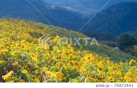 Tree Marigold or yellow flowers in national garden park and mountain hills in Mae Hong Son, Thailand. Nature landscape in travel trip and vacation. Thung Bua Tong at Doi Mae U Kho. Tree Marigold or yellow flowers in national garden park and mountain hills in Mae Hong Son, Thailand. Nature landscape in travel trip and vacation. Thung Bua Tong at Doi Mae U Kho. 76872641
