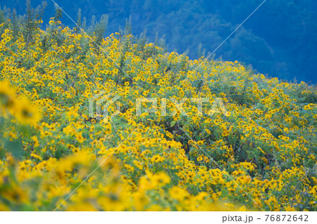 Tree Marigold or yellow flowers in national garden park and mountain hills in Mae Hong Son, Thailand. Nature landscape in travel trip and vacation. Thung Bua Tong at Doi Mae U Kho. 76872642