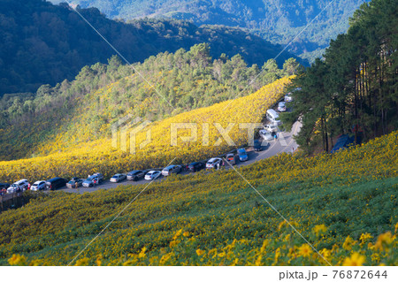Tree Marigold or yellow flowers in national garden park and mountain hills in Mae Hong Son, Thailand. Nature landscape in travel trip and vacation. Thung Bua Tong at Doi Mae U Kho. Tree Marigold or yellow flowers in national garden park and mountain hills in Mae Hong Son, Thailand. Nature landscape in travel trip and vacation. Thung Bua Tong at Doi Mae U Kho. 76872644