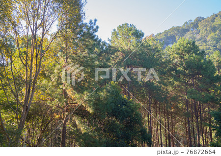 Bottom view of trees in forest. Tall trees in travel holidays vacation trip outdoor. Tall trees in natural park. Nature landscape background. 76872664