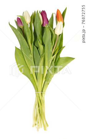 Bunch of tulips isolated 76872755
