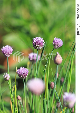 薄紫色のチャイブの花 薄紫色のチャイブの花 76872818