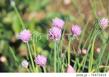 薄紫色のチャイブの花 薄紫色のチャイブの花 76872819