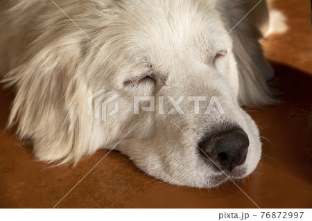 グレートピレニーズの寝顔 76872997