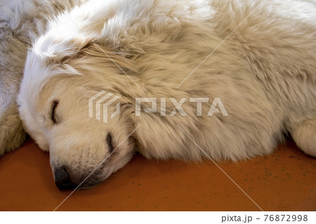 お昼寝してるグレートピレニーズ お昼寝してるグレートピレニーズ 76872998
