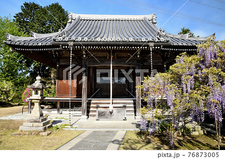 フジの花が咲く子安地蔵寺本堂　(和歌山橋本市菖蒲谷) 76873005