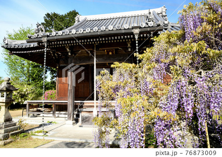 フジの花が咲く子安地蔵寺本堂 (和歌山橋本市菖蒲谷) フジの花が咲く子安地蔵寺本堂 (和歌山橋本市菖蒲谷) 76873009