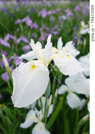 アヤメ　あやめ 76873060