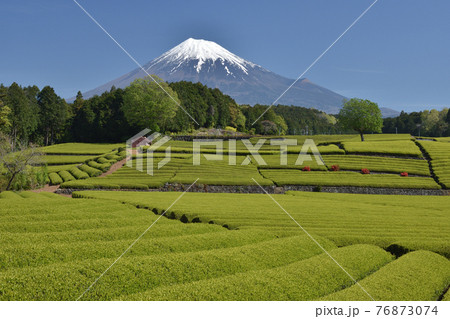 茶畑と富士山 茶畑と富士山 76873074