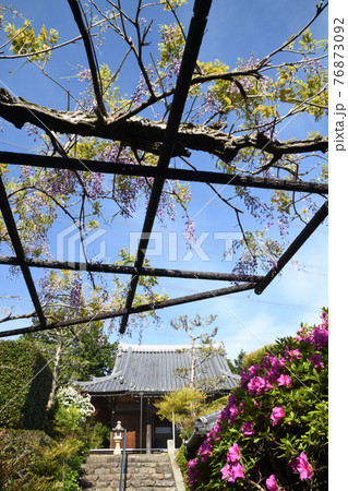 ツツジと藤の花が咲く子安地蔵寺本堂　(和歌山橋本市菖蒲谷) 76873092