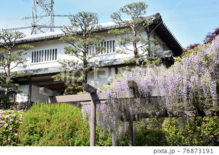 子安地蔵寺寺務所と藤の花　(和歌山橋本市菖蒲谷) 76873191