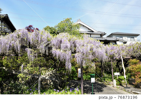子安地蔵寺 入口の藤の花 (和歌山橋本市菖蒲谷) 子安地蔵寺 入口の藤の花 (和歌山橋本市菖蒲谷) 76873196