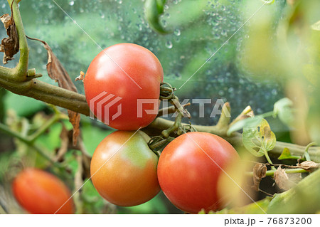 トマトの栽培 裂果 ヒビの入ったトマト 生理障害 9月 家庭菜園の写真素材