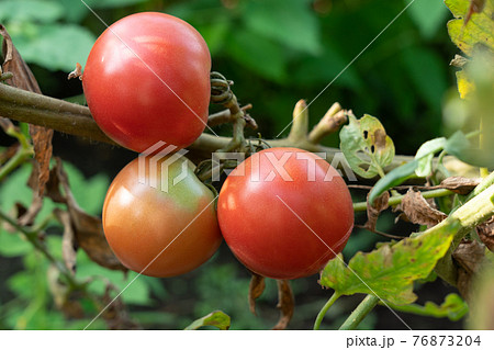 トマトの栽培 裂果 ヒビの入ったトマト 生理障害 9月 家庭菜園の写真素材