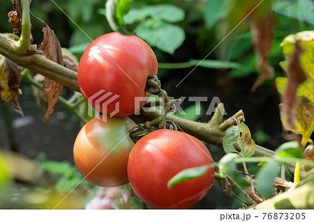 トマトの栽培　裂果　ヒビの入ったトマト　生理障害　（9月）　家庭菜園 76873205