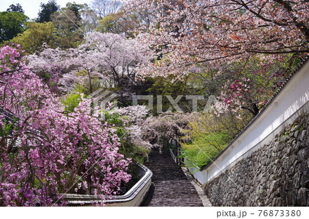 花の御寺  長谷寺  梅心院沿いの桜 76873380