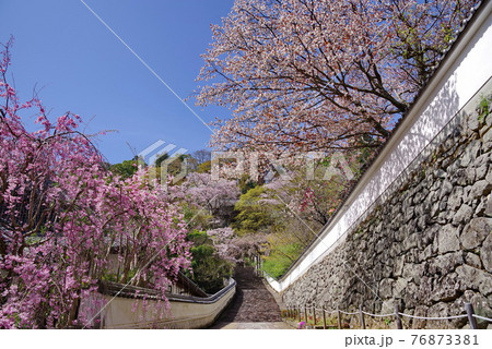花の御寺  長谷寺  梅心院沿いの桜 76873381